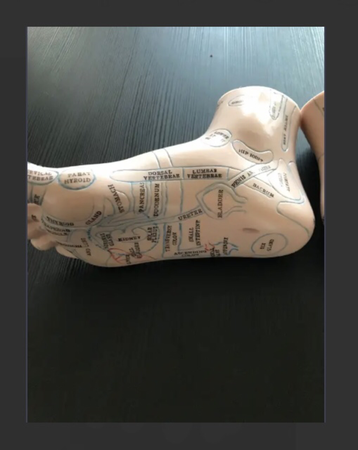Reflexology model feet - photo 3