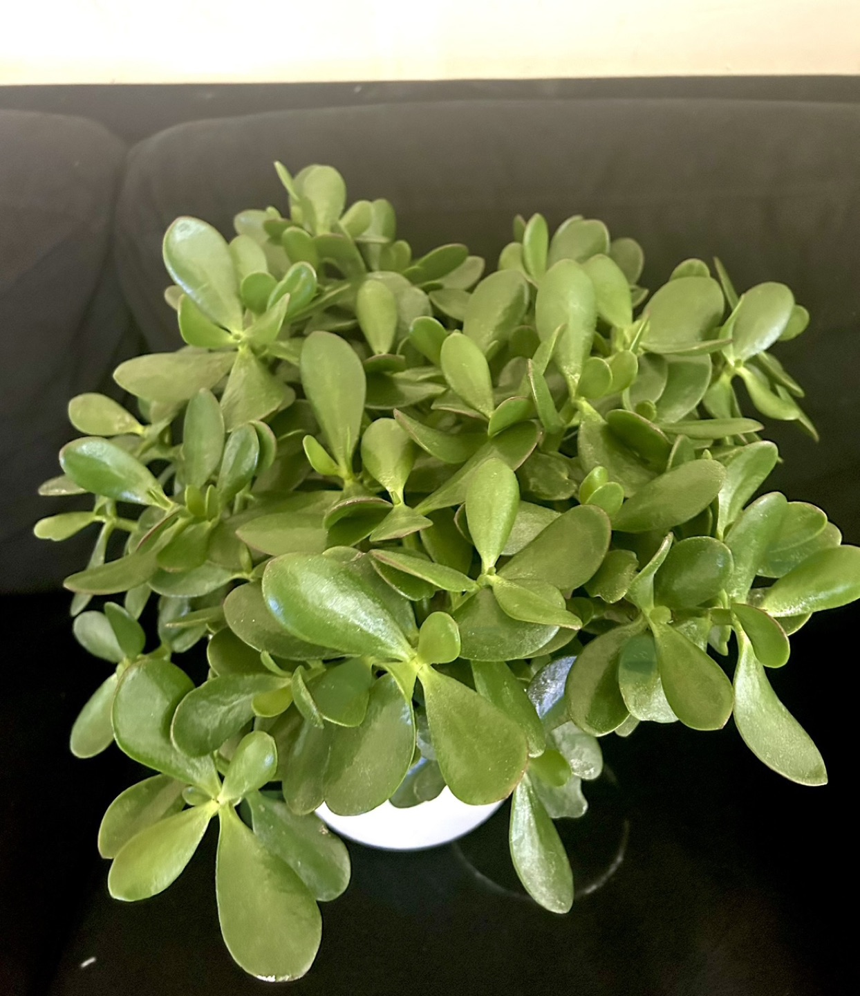 Large Jade Plant thumbnail