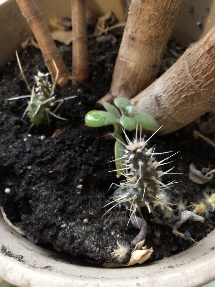 Large Jade Tree- plant w/ cactus babies - photo 4