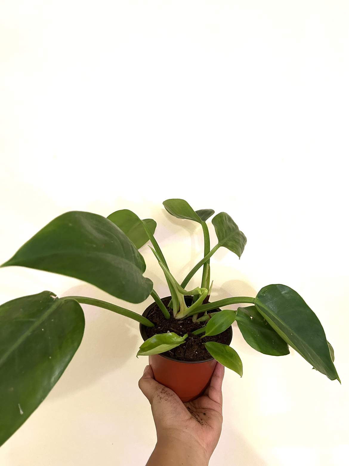 Philodendron Emerald Green thumbnail