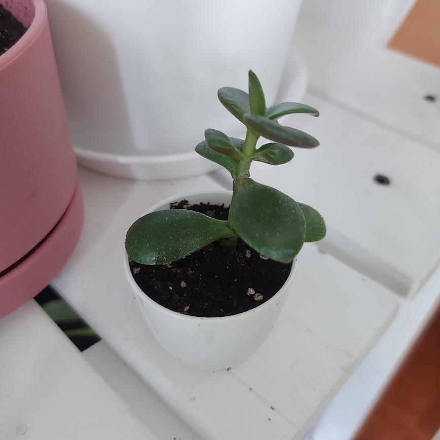 3" Jade Plant Succulent image indicator(2)