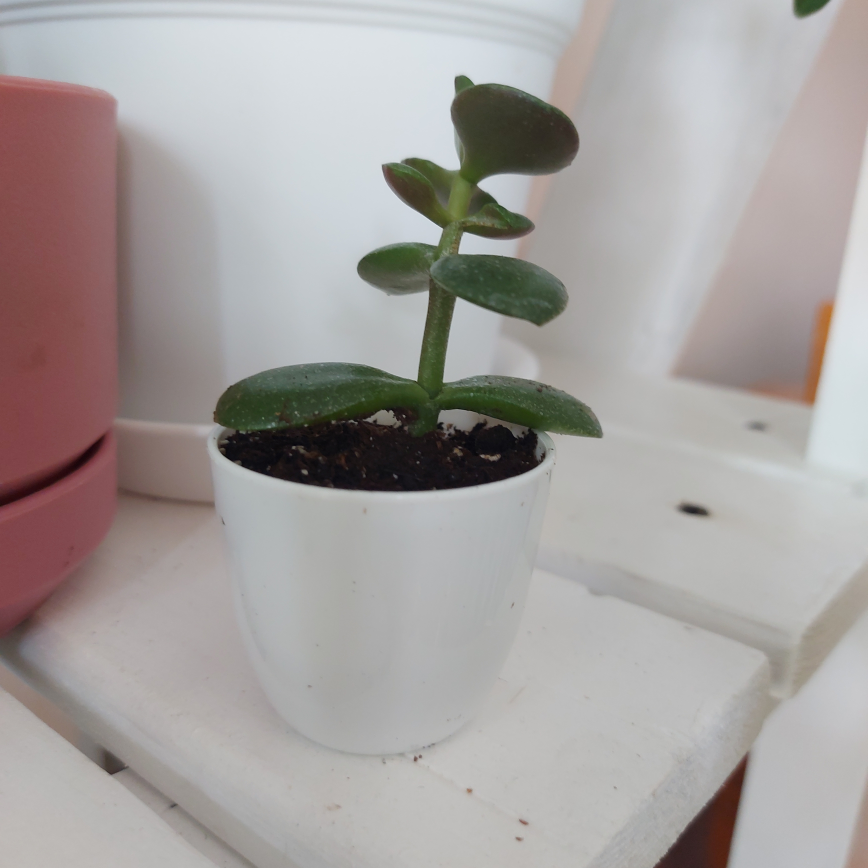 3" Jade Plant Succulent image indicator(3)