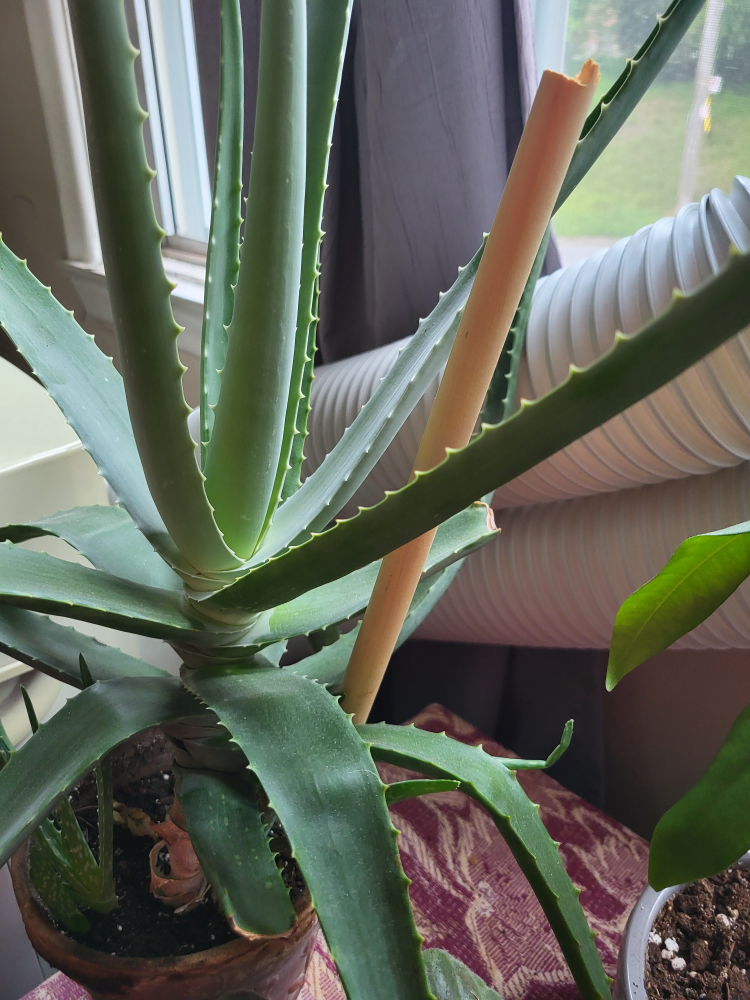 Medium Size Aloe Plant Free thumbnail
