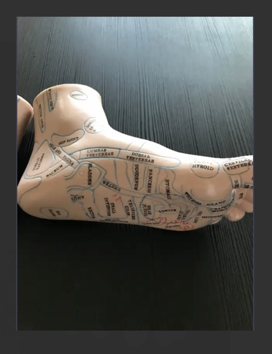 Reflexology model feet - photo 2