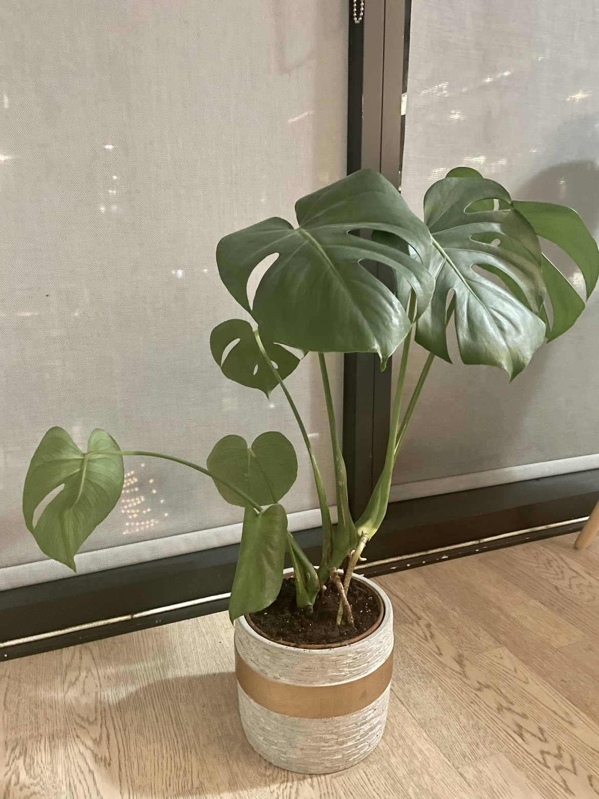 Monstera plant image indicator(2)