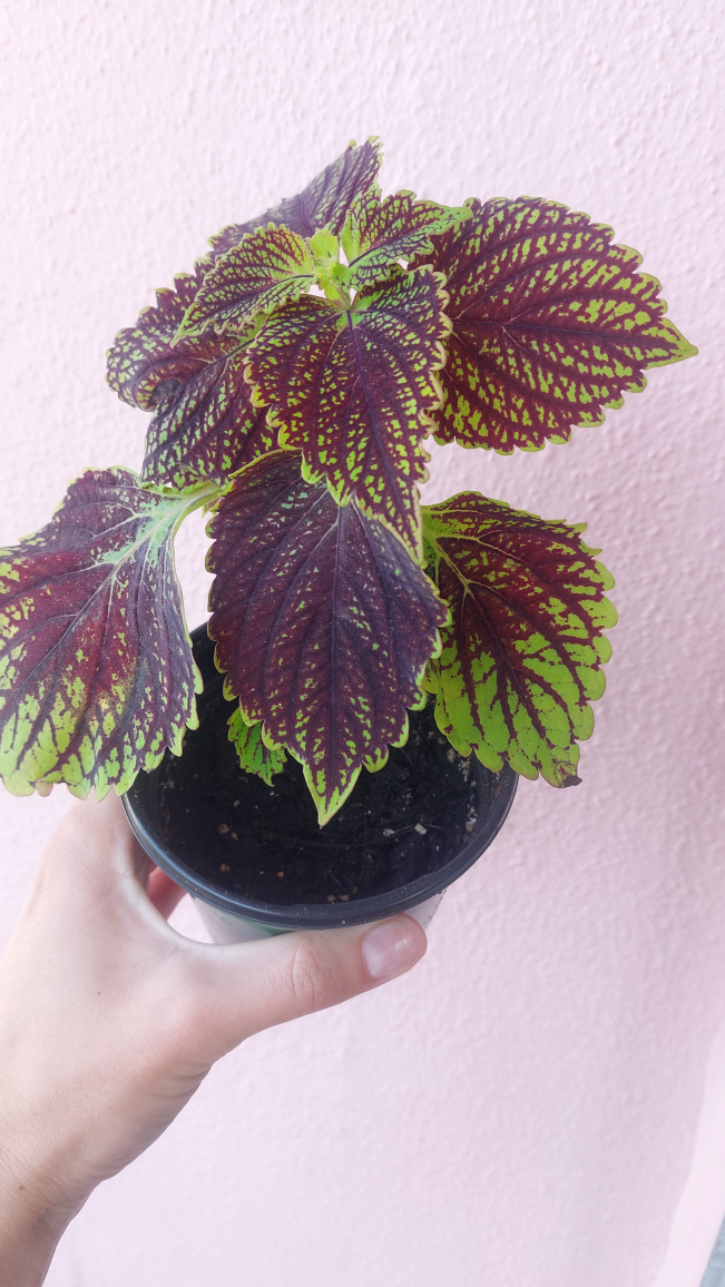 Coleus plant - indoor or outdoor - photo 3