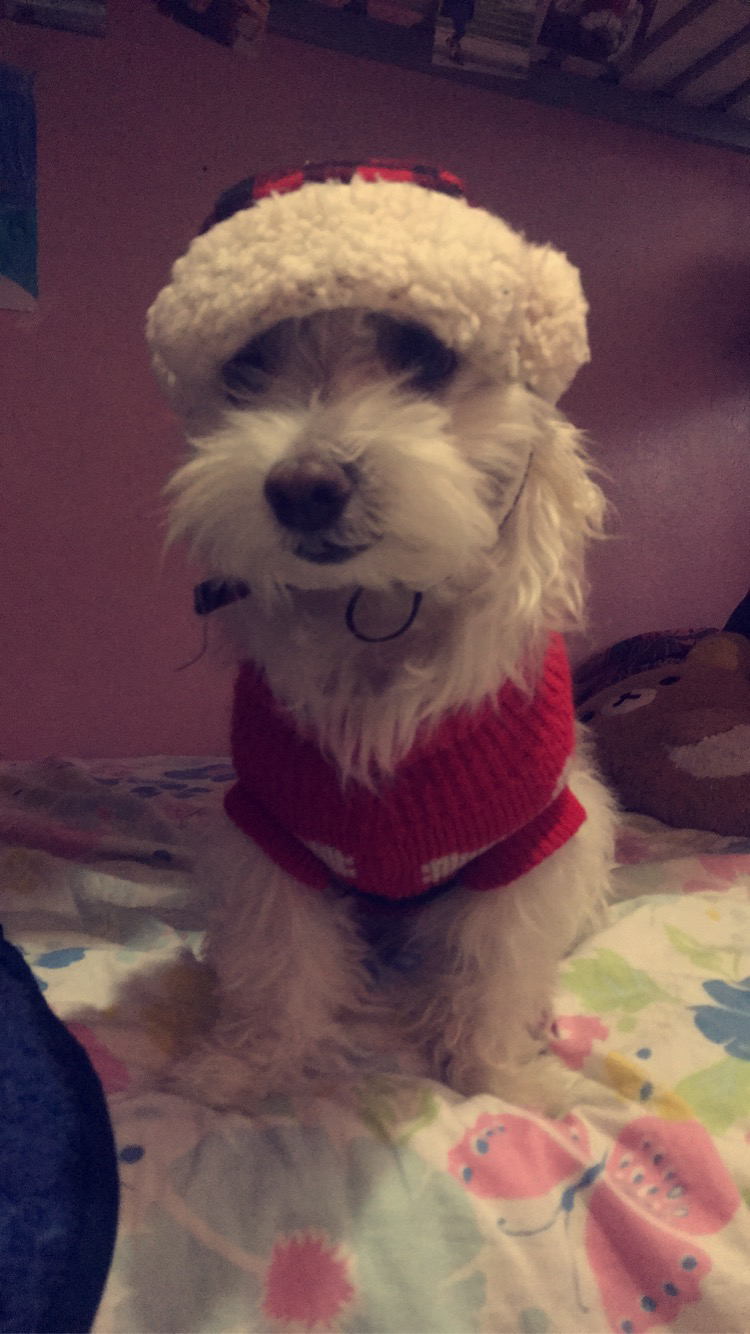 Small dog hat - photo 3