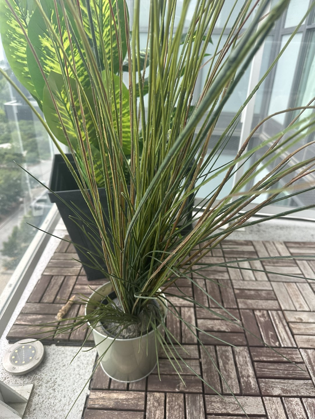 Plant- free - photo 2