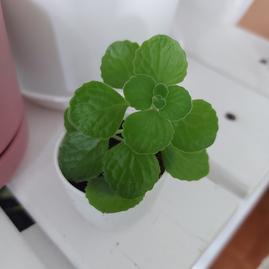 2" Vicks Plant with Pot image indicator(2)