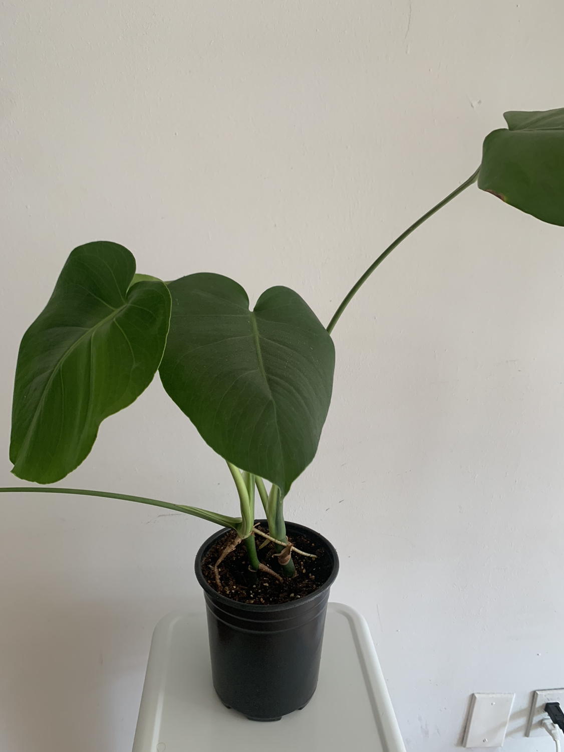 Monstera plant 2