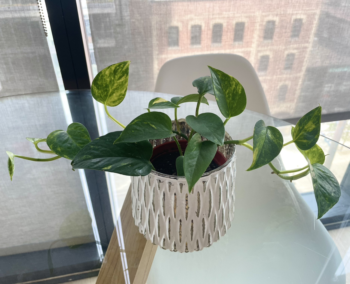 Pothos plant thumbnail