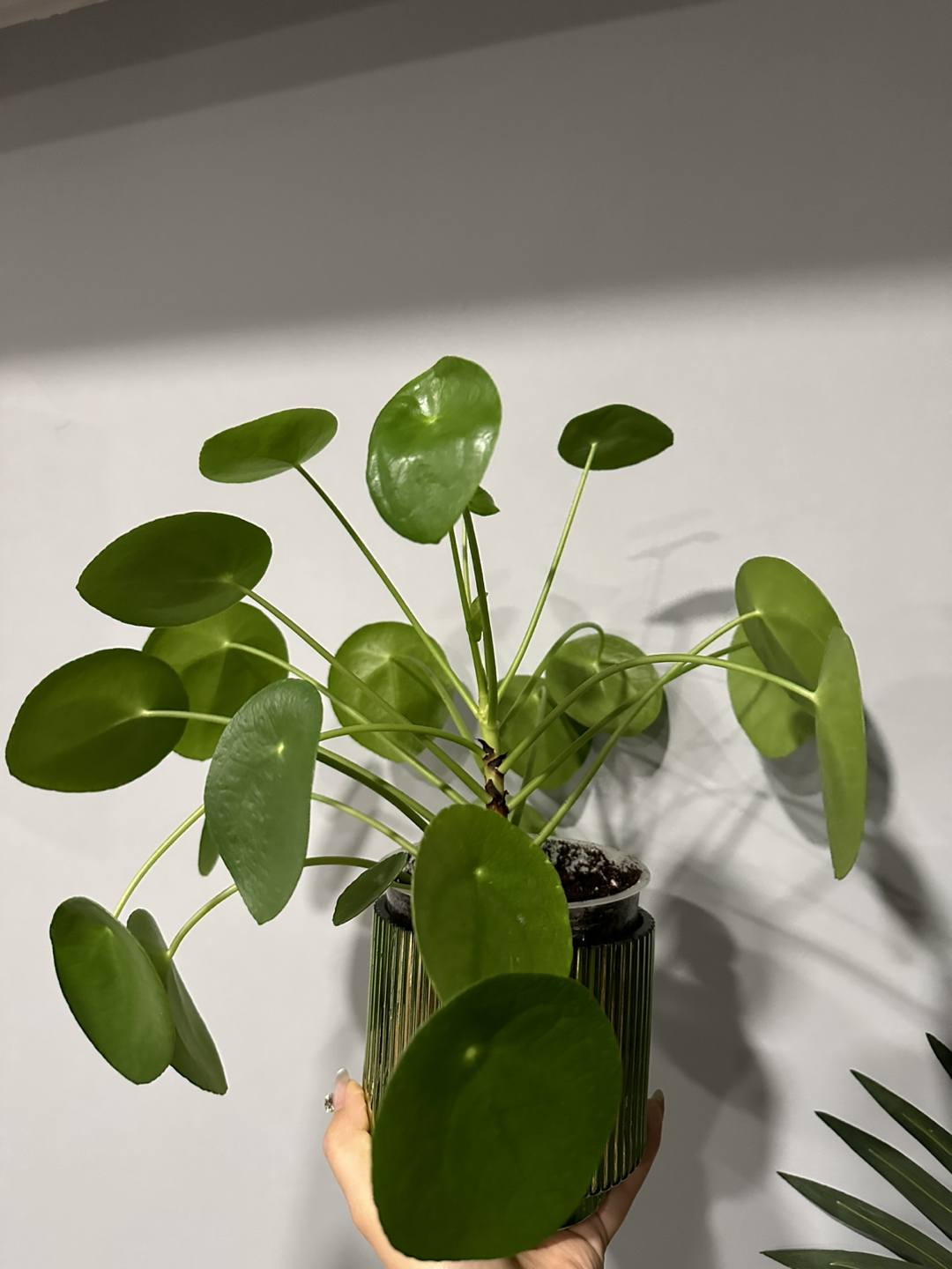 Plant - photo 3