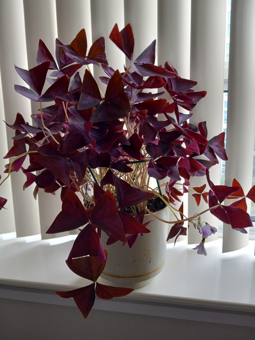 Oxalis-lovely indoor plant