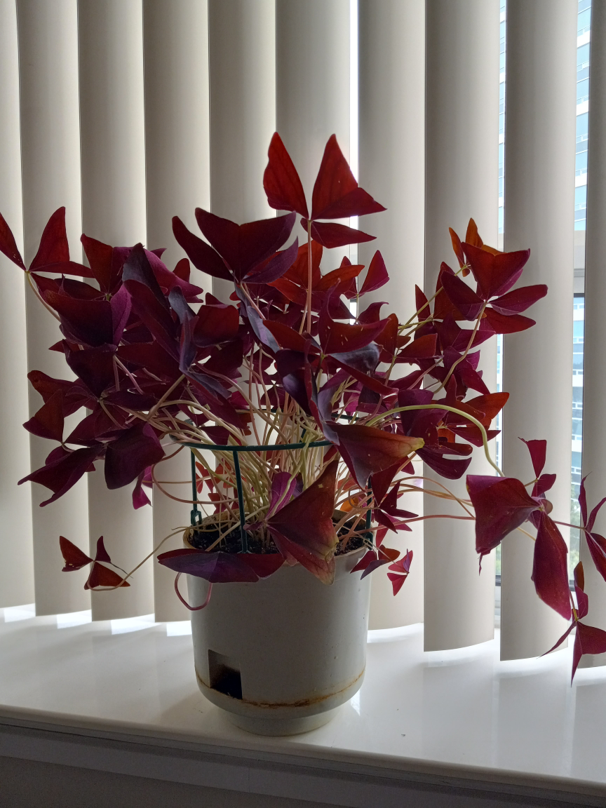 Oxalis-lovely indoor plant - photo 2
