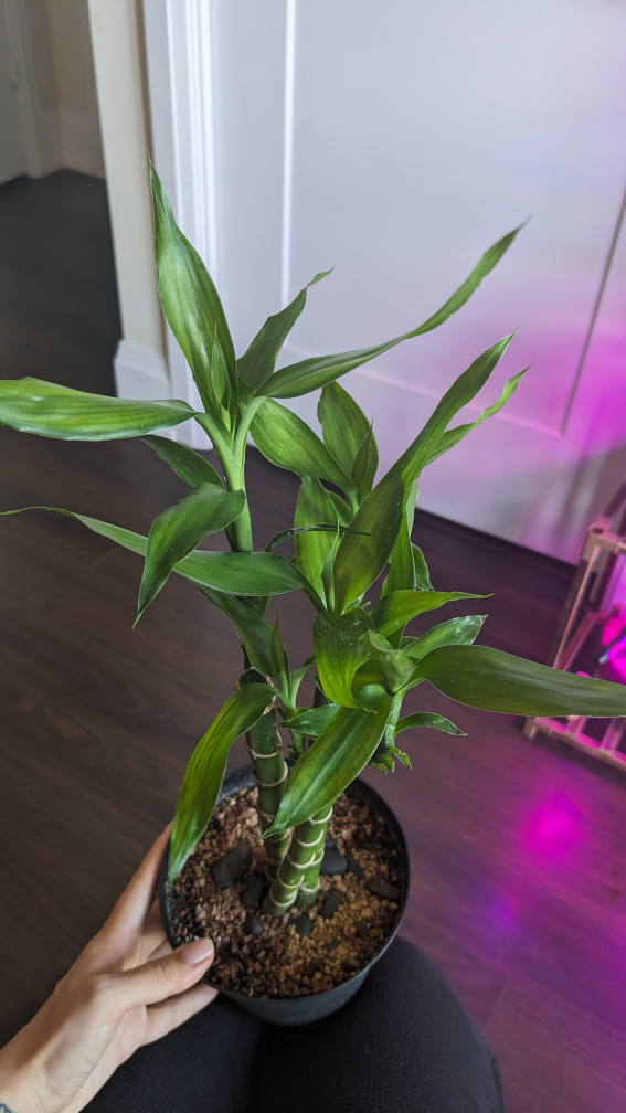 plant lucky bamboo - photo 2