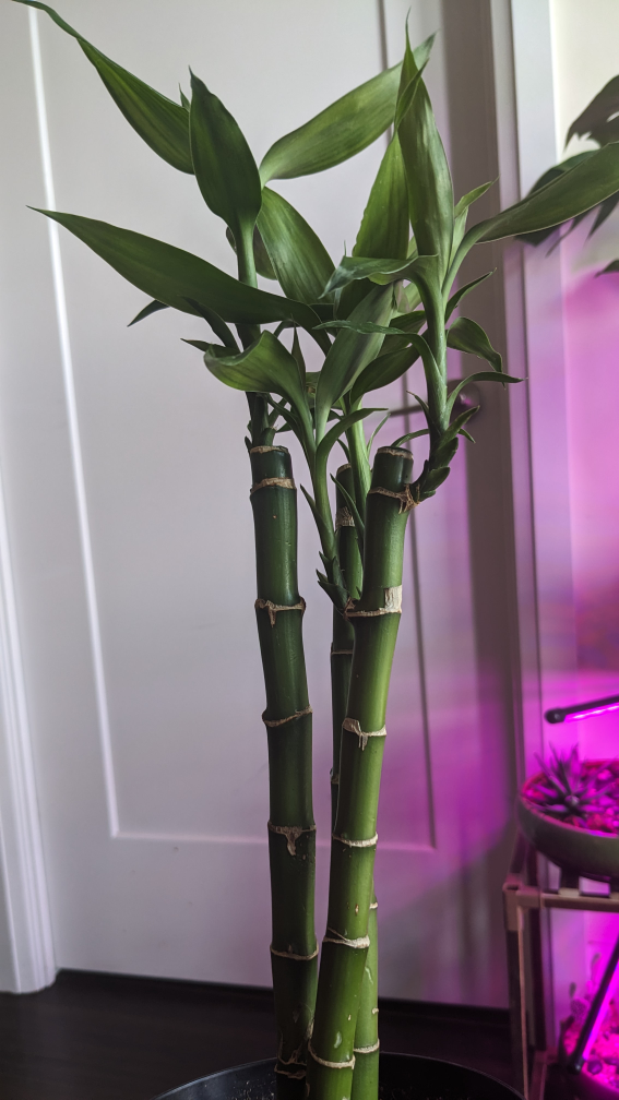 plant lucky bamboo
