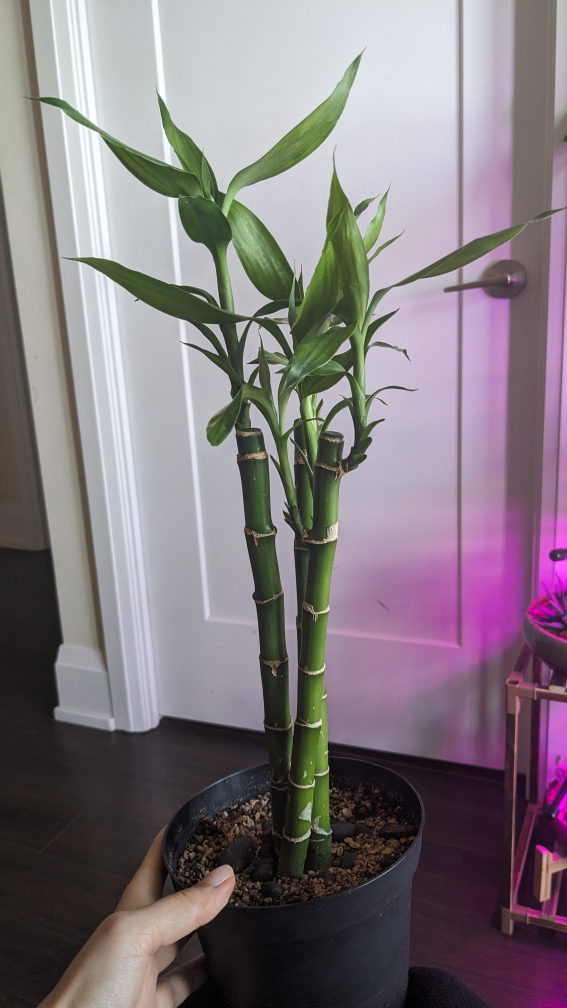 plant lucky bamboo - photo 3