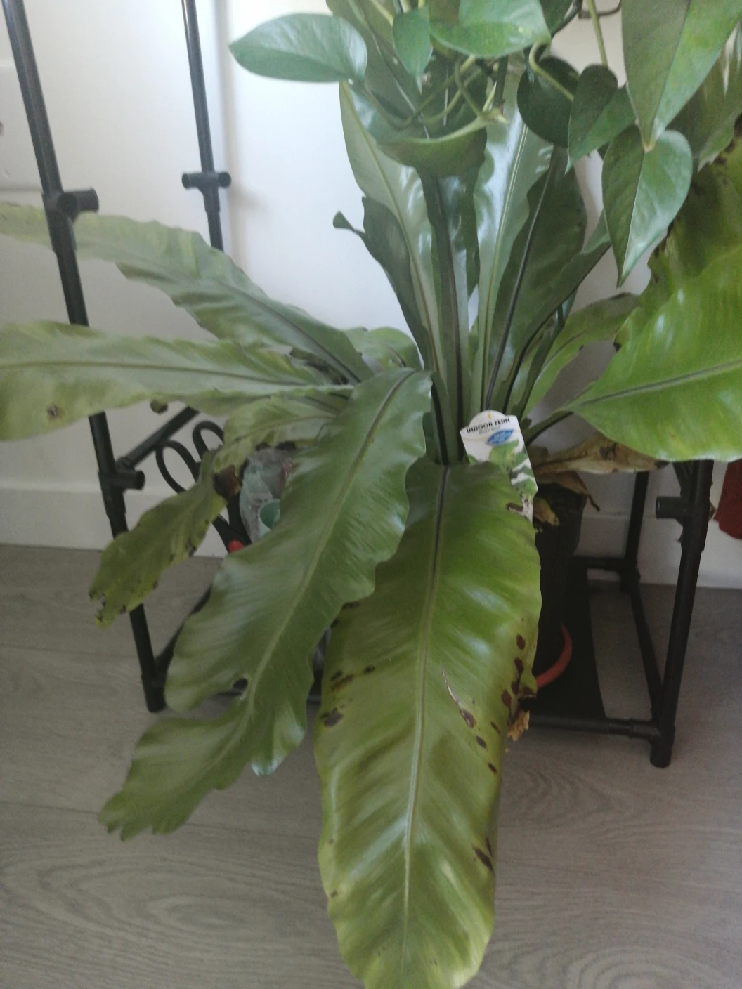 Bird Nest Fern Plant with pot