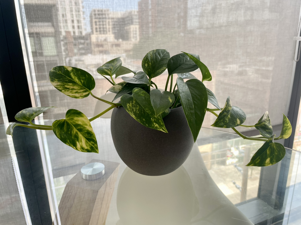 Pothos plant thumbnail