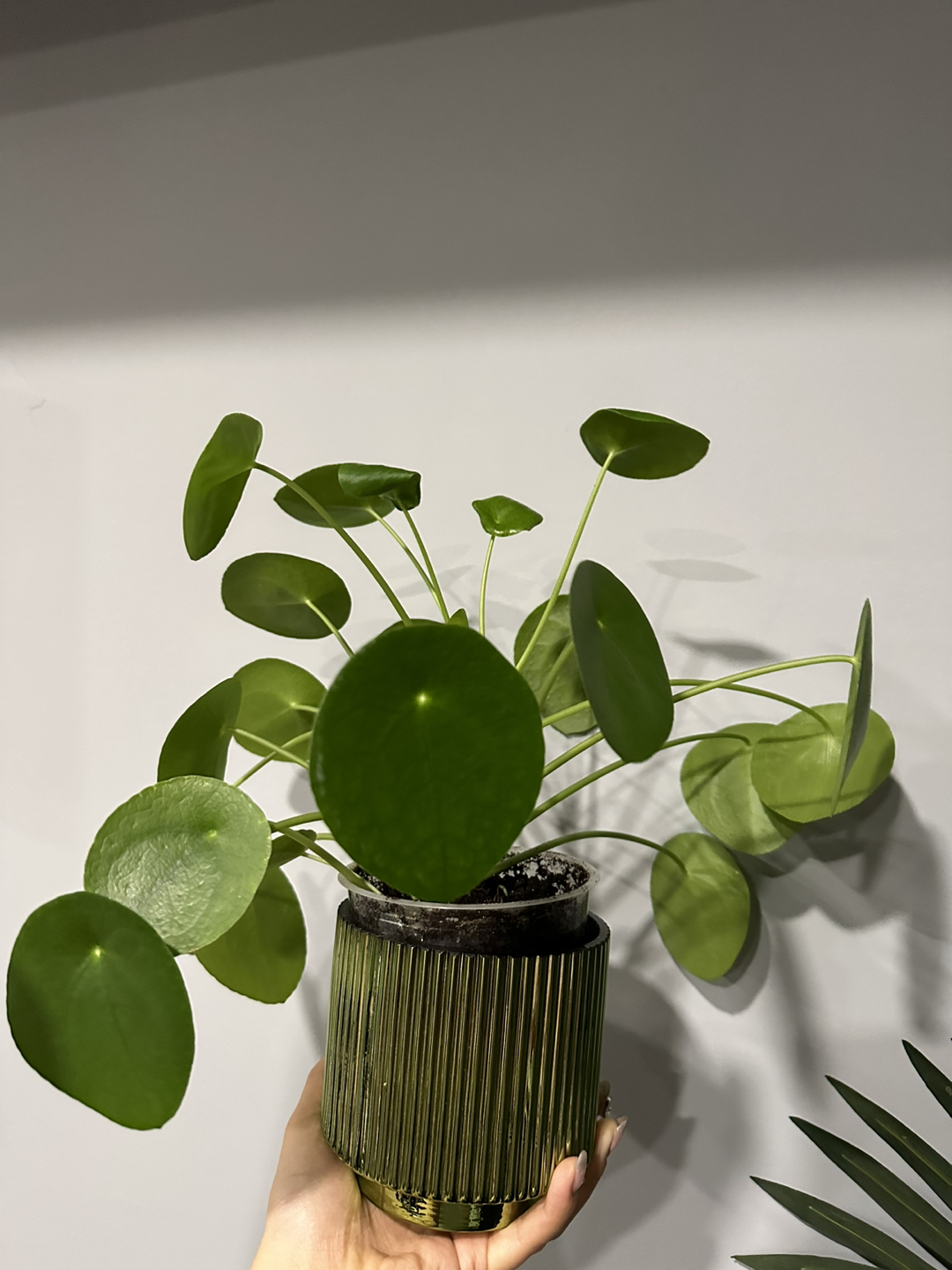 Plant