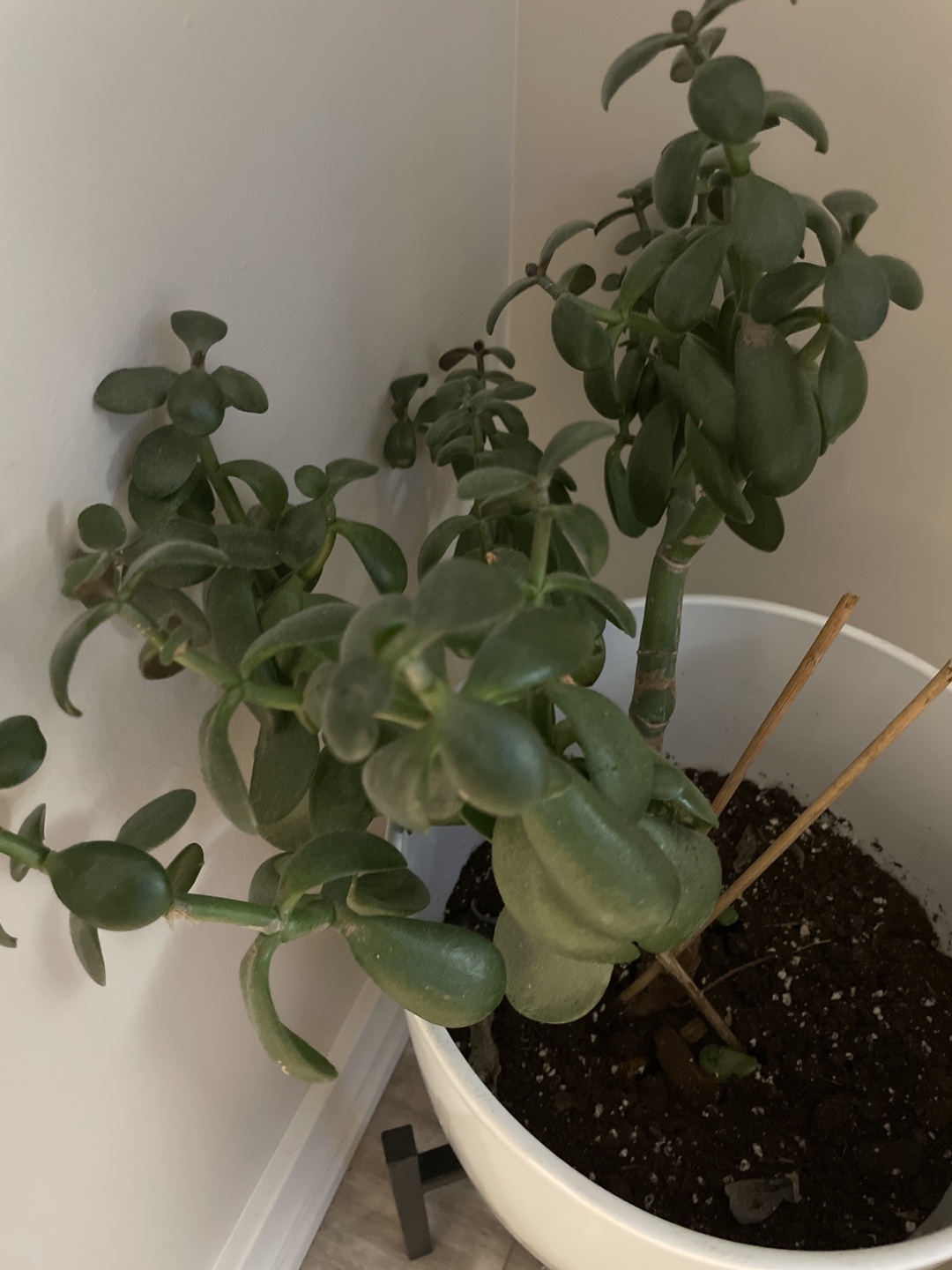 Jade succulent plant thumbnail