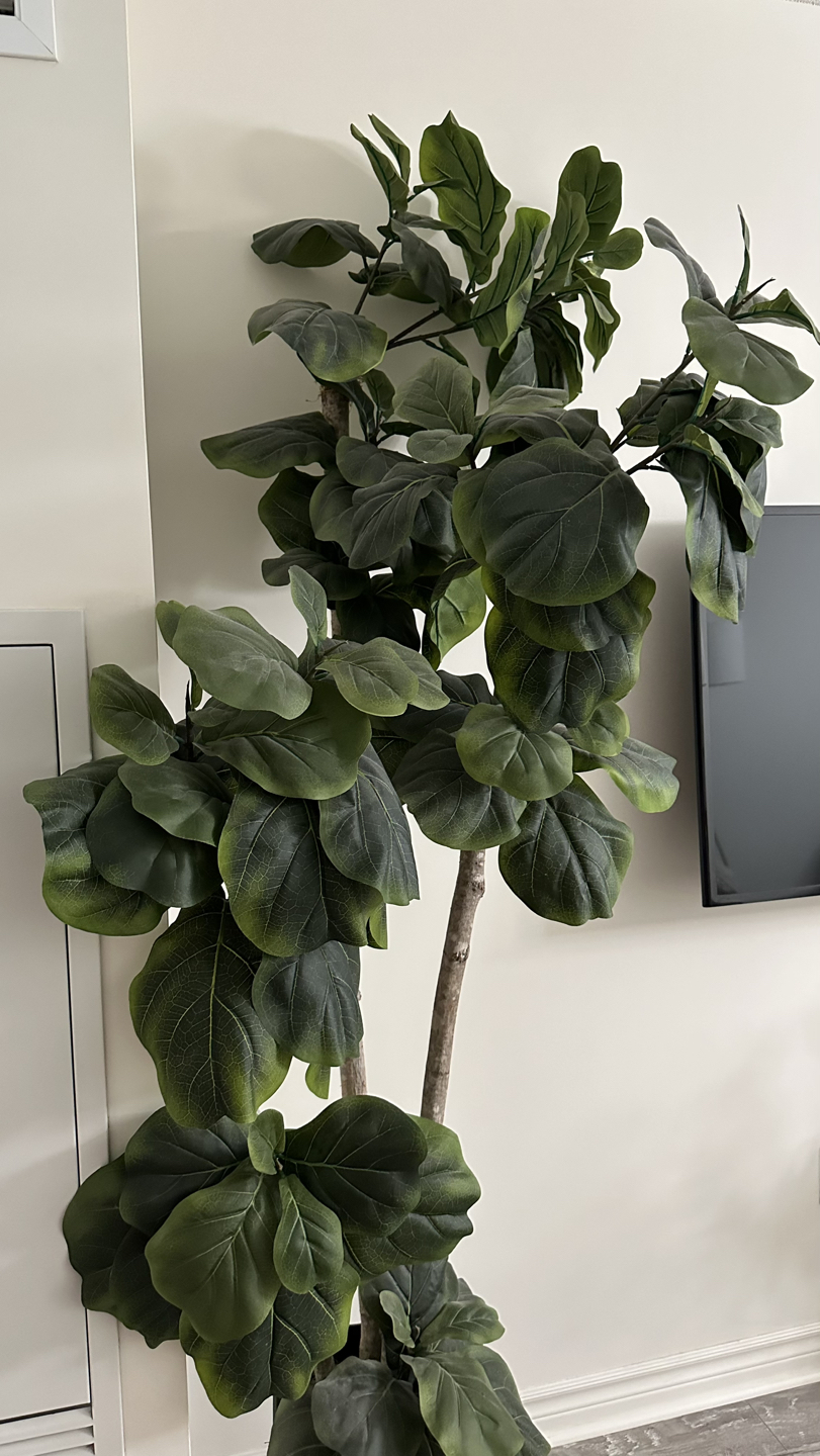 Tall Artificial Fiddle Leaf - photo 4