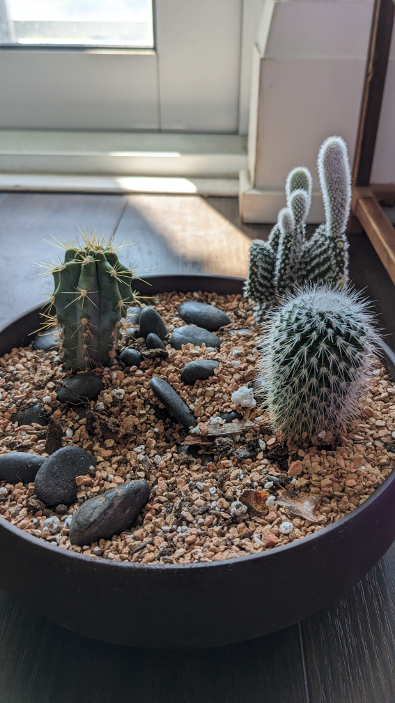 cactus