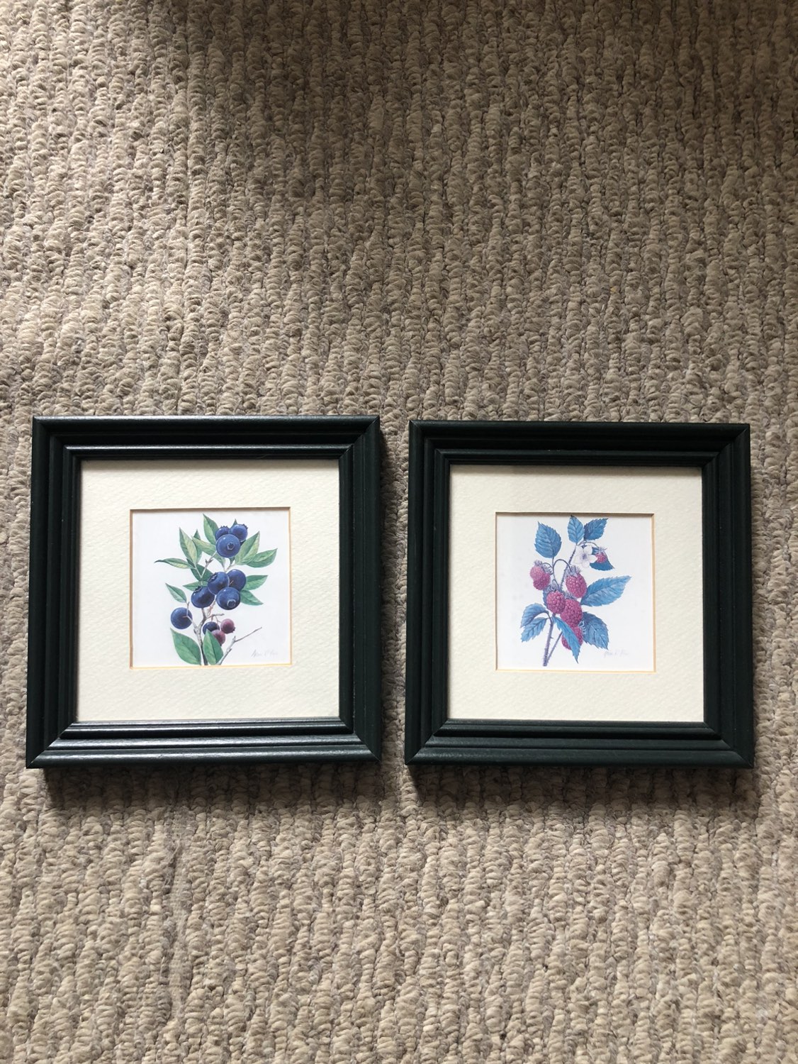 Framed botanical prints