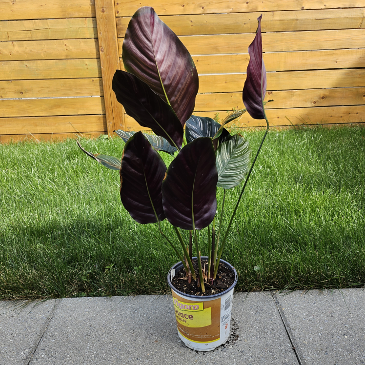 Calathea Ornata Pinstripe Plant image indicator(3)