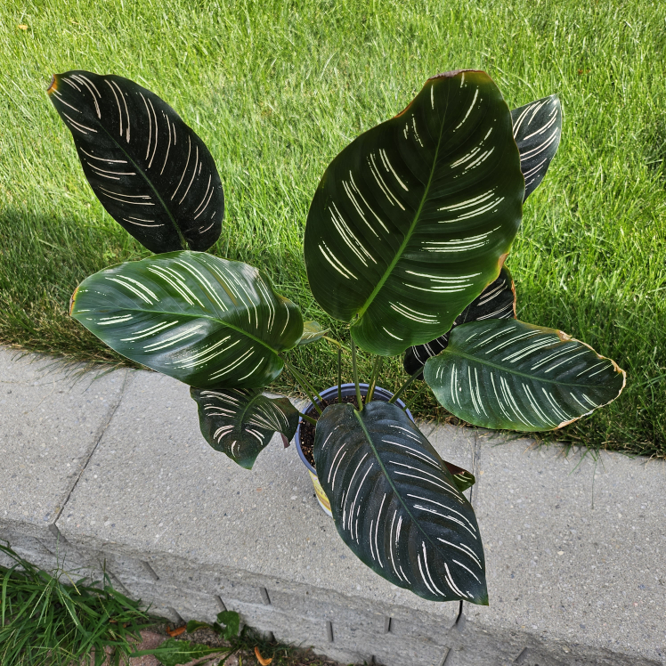 Calathea Ornata Pinstripe Plant image indicator(4)