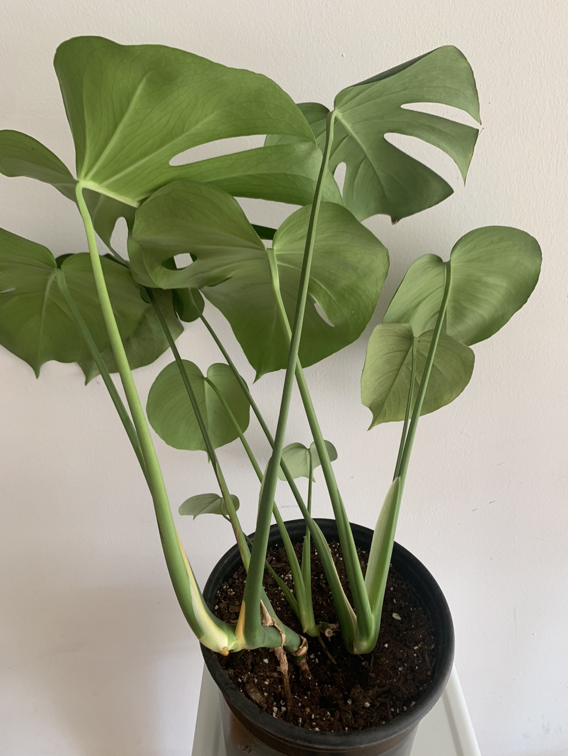 Monstera plant 1 - photo 3