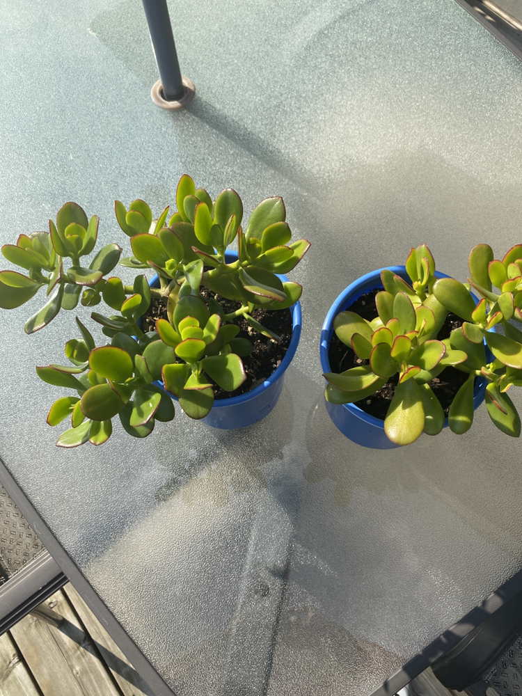 Two Jade Plants - photo 2
