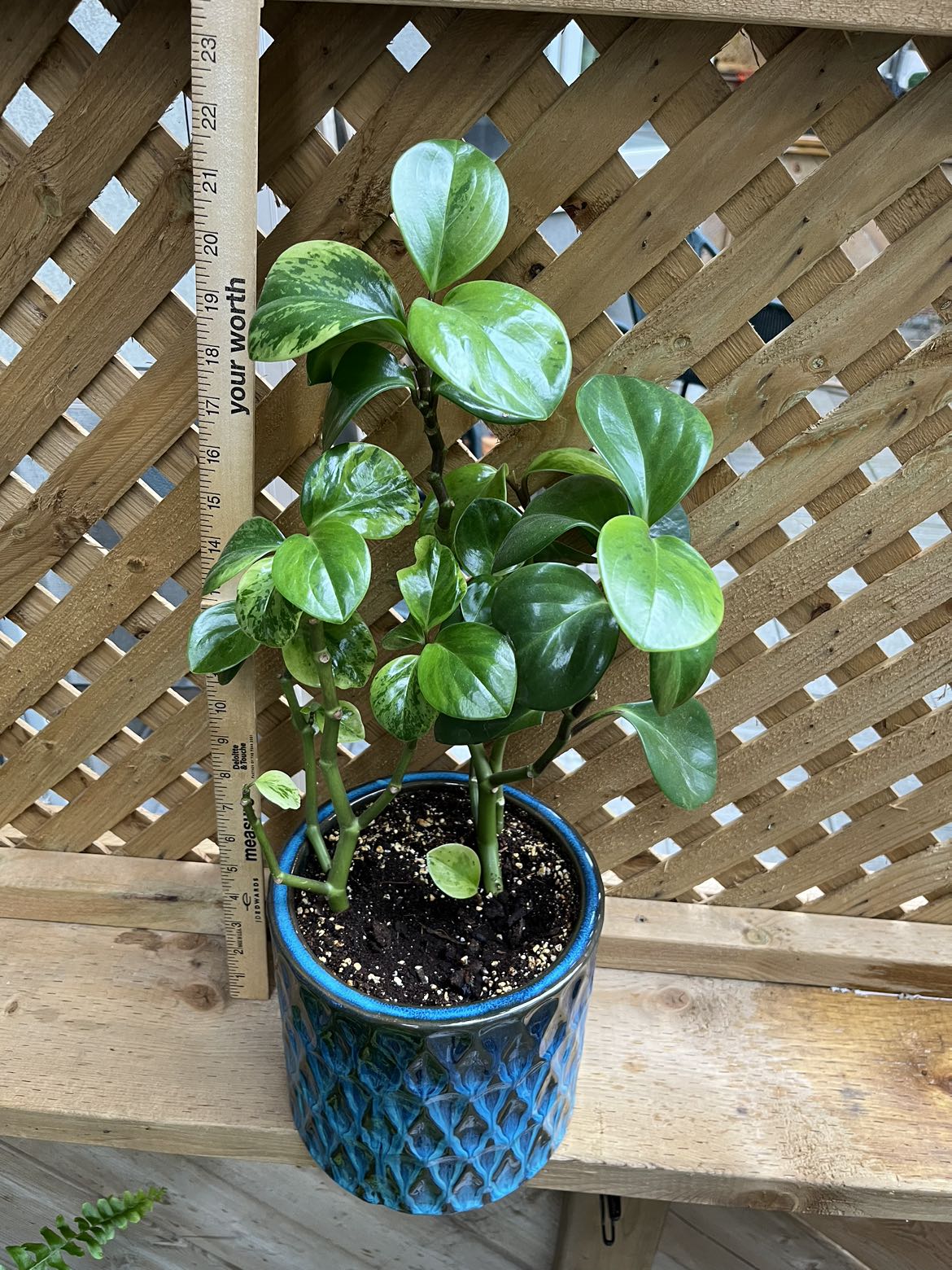 BEAUTIFUL INDOOR PLANT thumbnail
