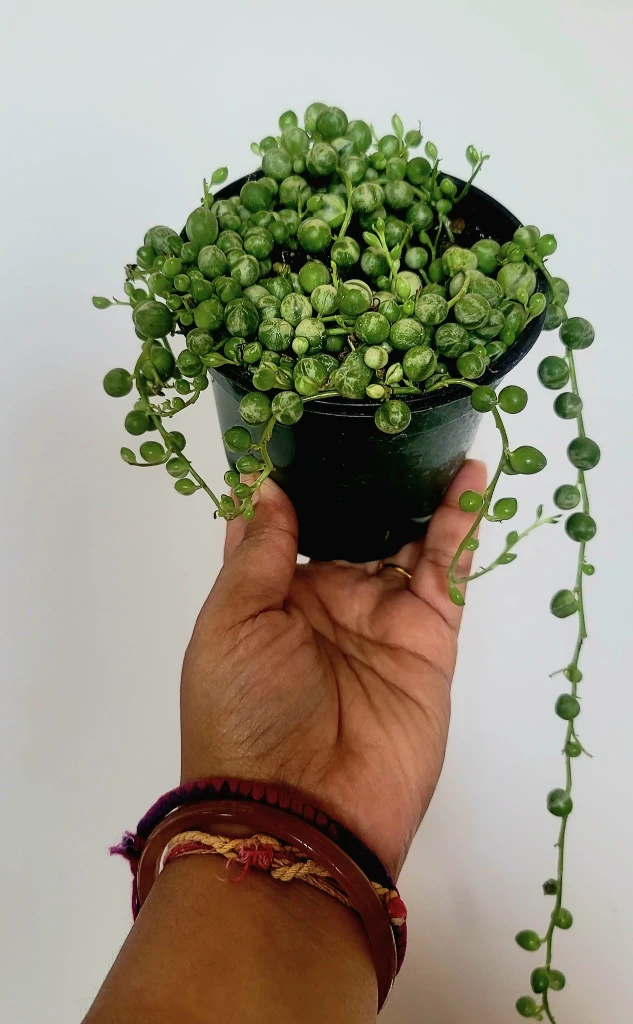Verigated string of pearls thumbnail