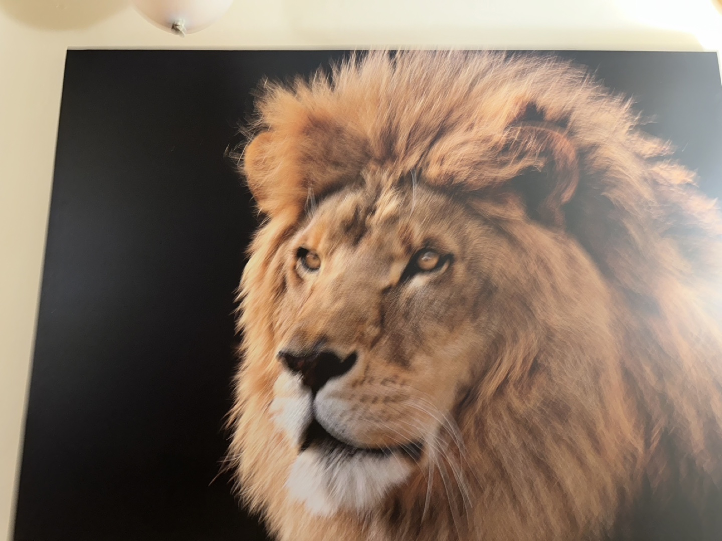 Lion Leo Inspired Wall Art - photo 3