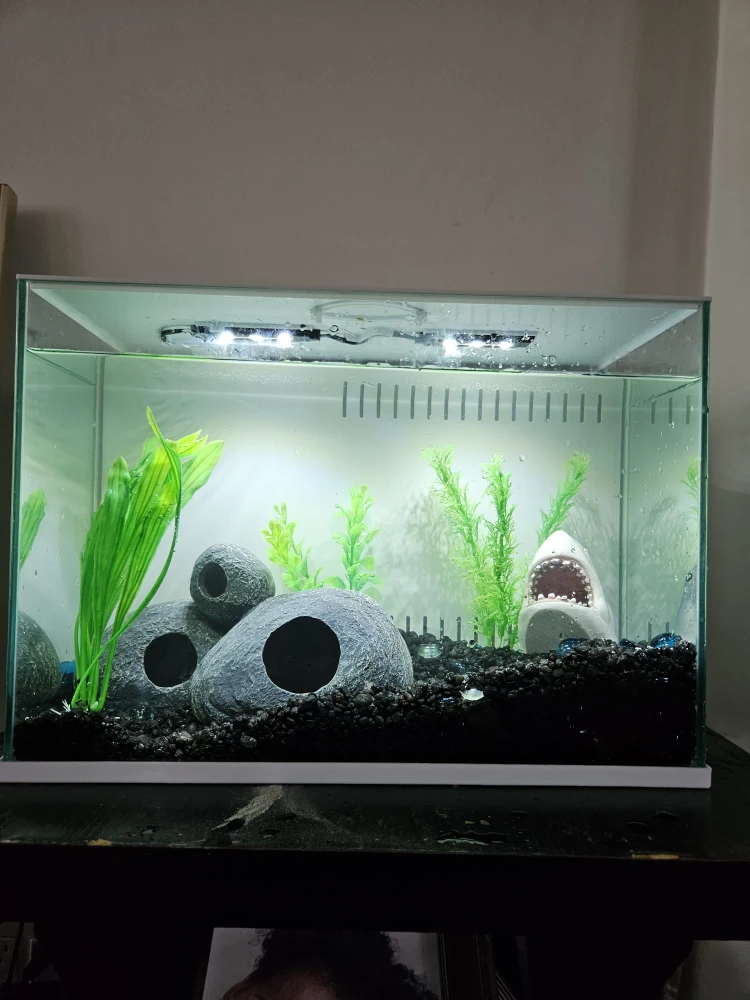 fish tank