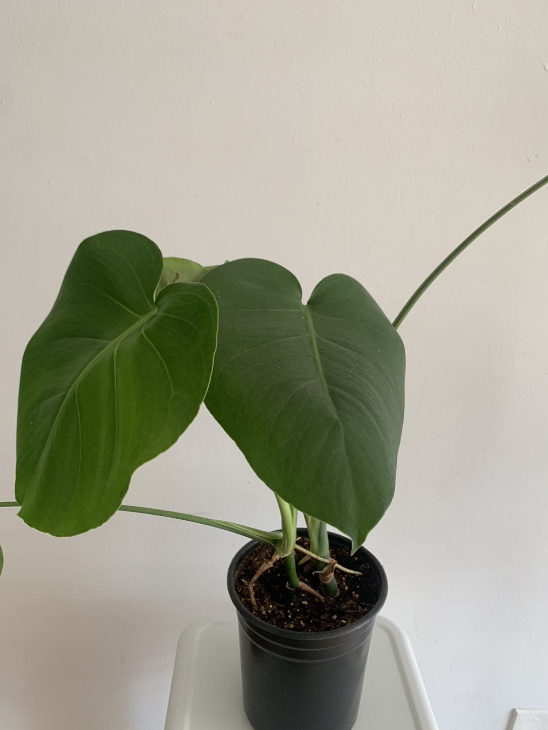 Monstera plant 2 - photo 3
