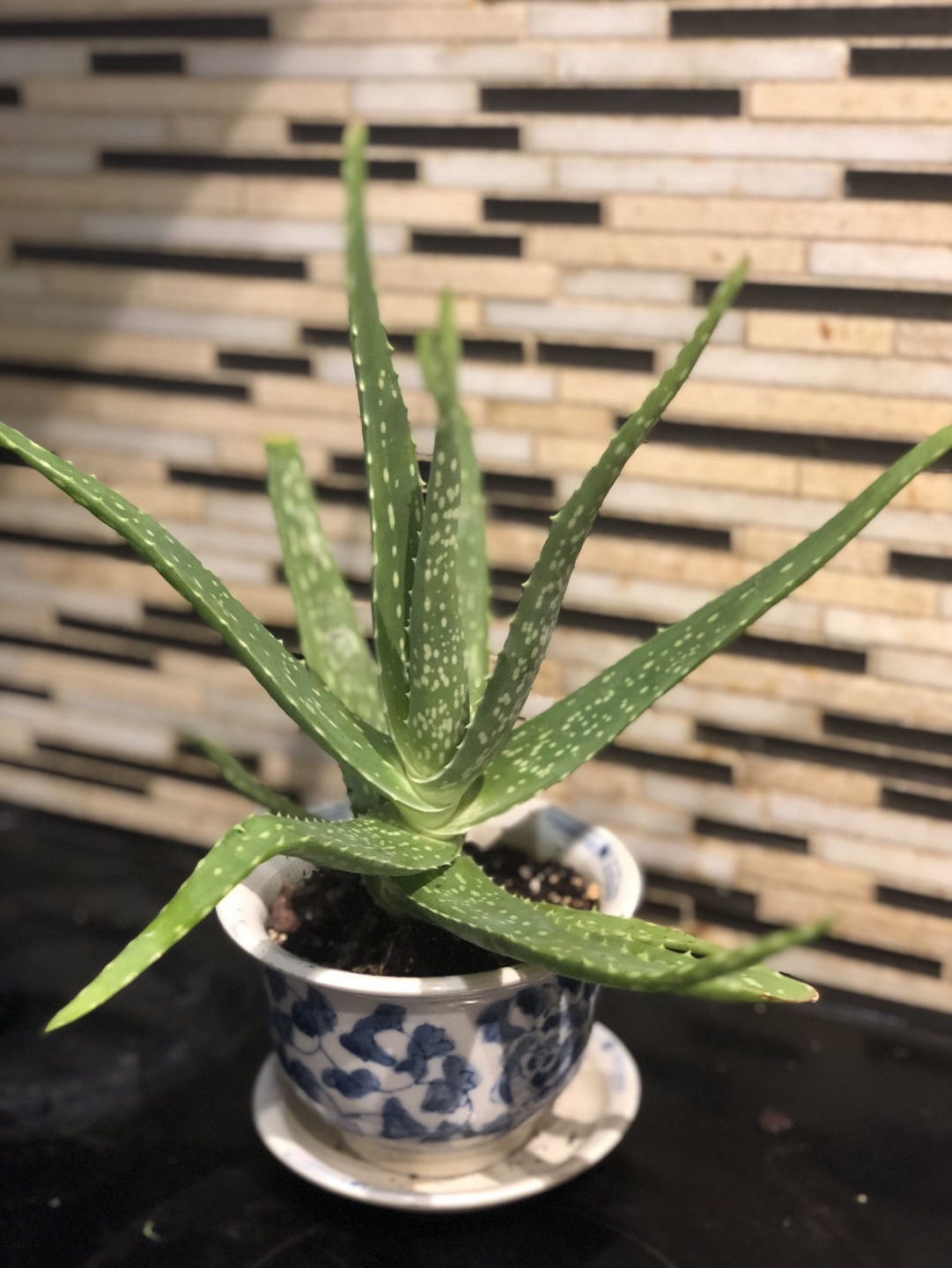Big Aloe Vera image indicator(3)
