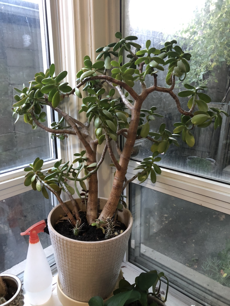 Large Jade Tree- plant w/ cactus babies