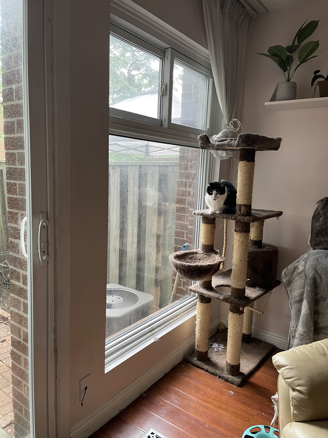 Used cat tree .. FREE — need clean up / 1.5m tall image indicator(5)