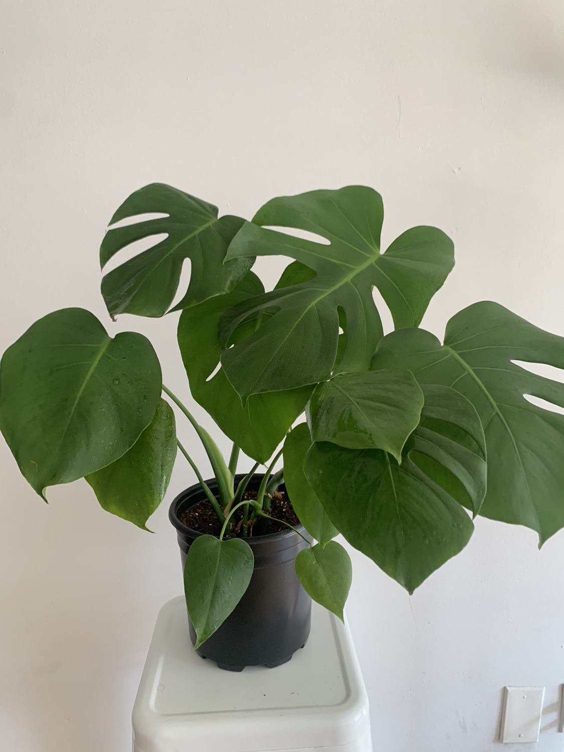 Monstera plant 1
