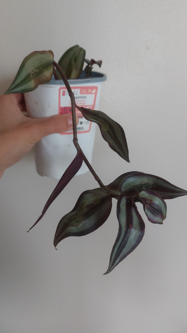 Indoor plant - rescue needed - photo 3