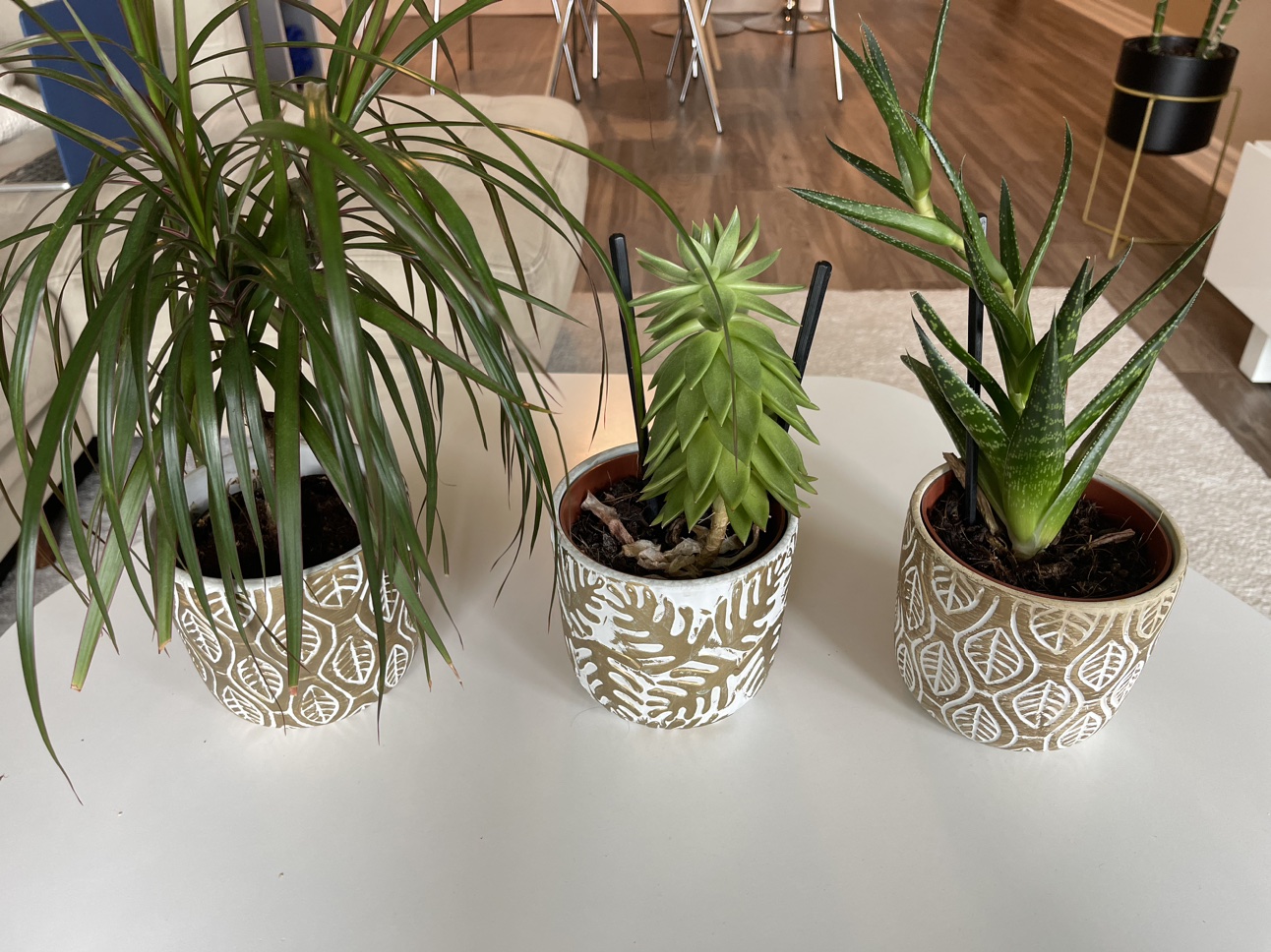 3 plants with pots