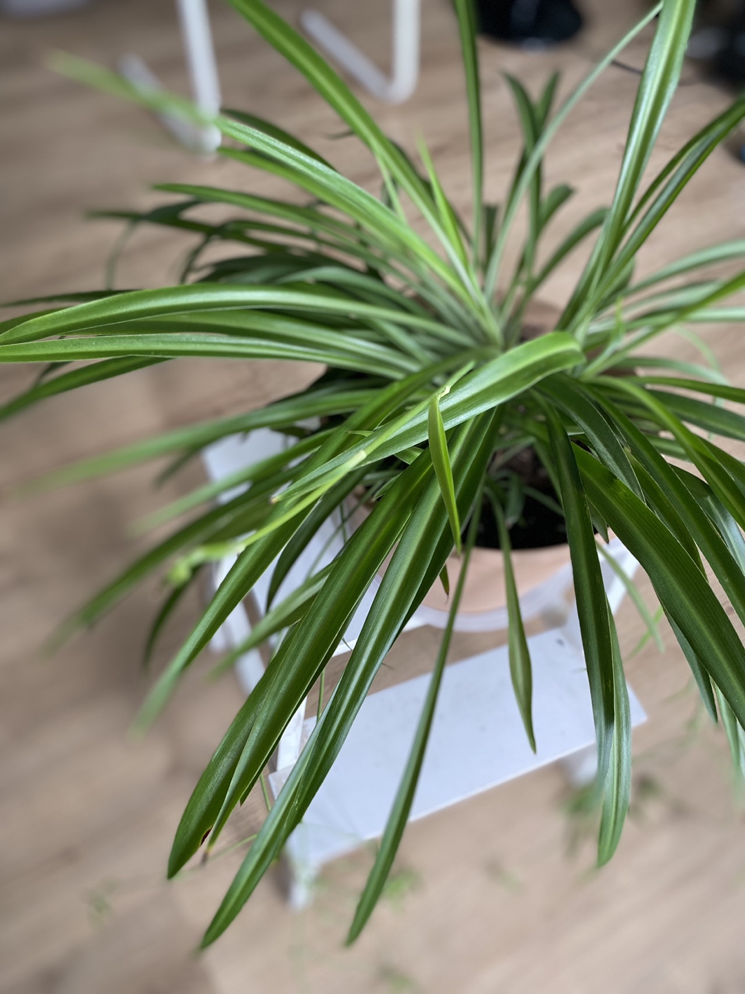 Green spider plant in 9.5 inch pot