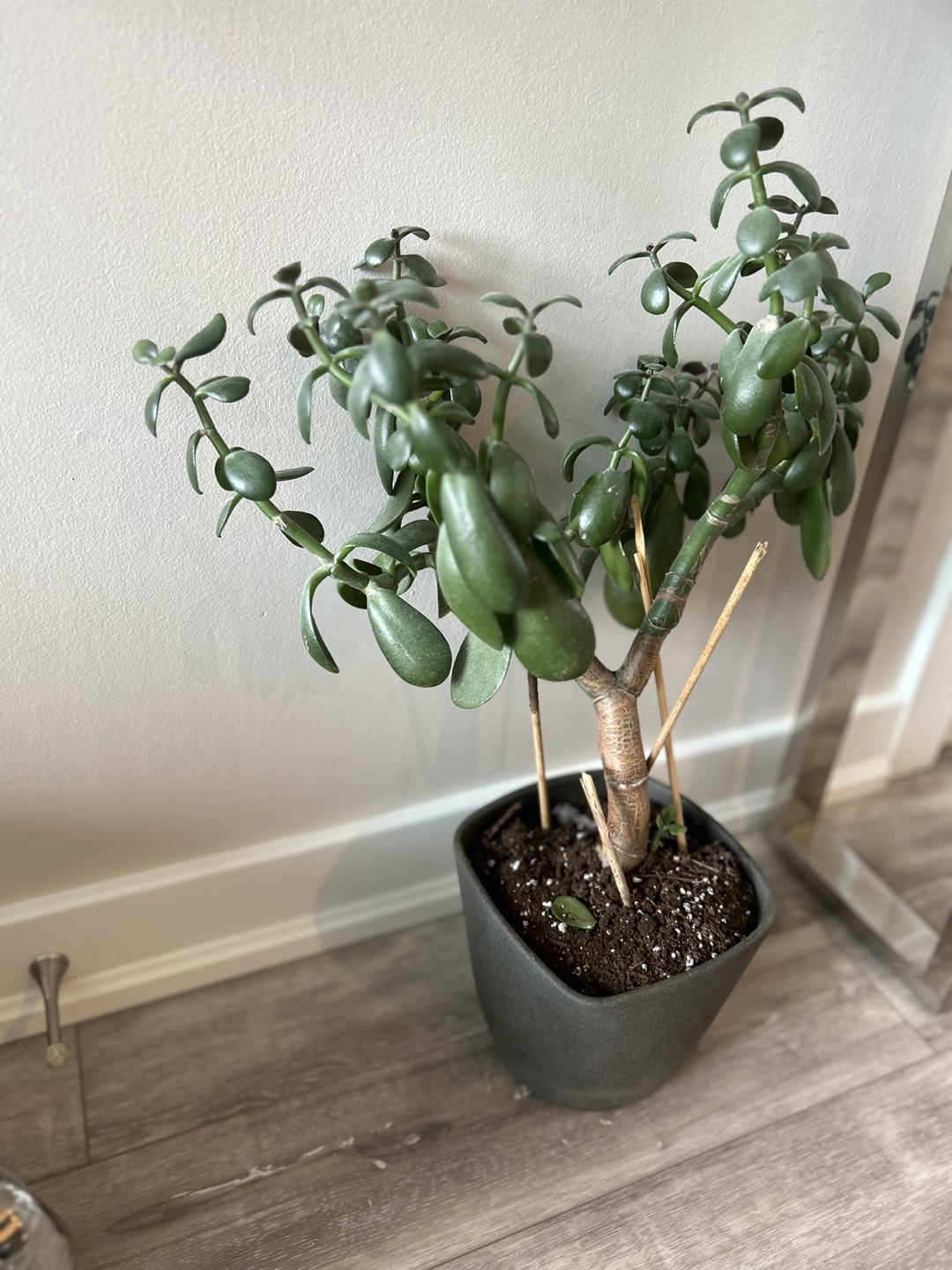 Succulent Plant - photo 2