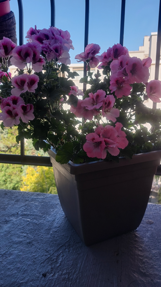 Outdoor balcony plants - photo 3