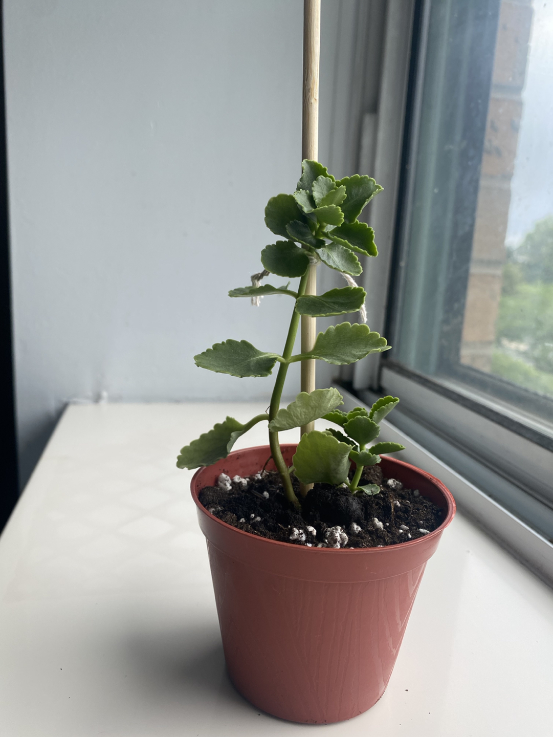 Florist Kalanchoe plant thumbnail