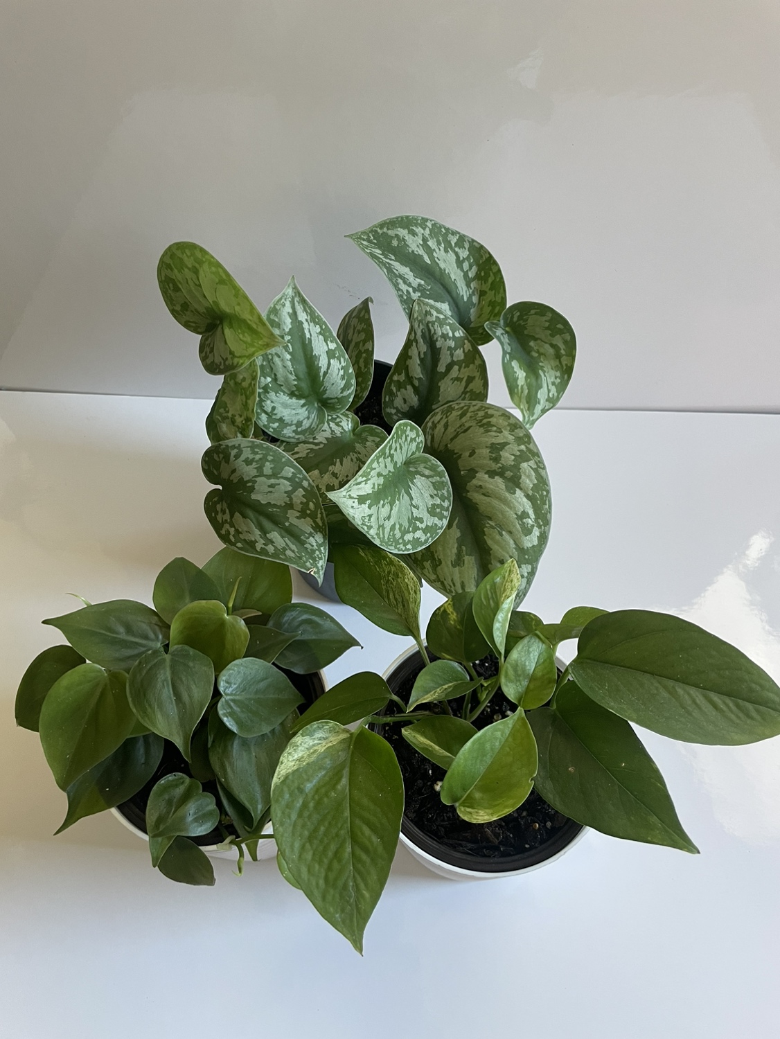 Assorted indoor houseplant thumbnail