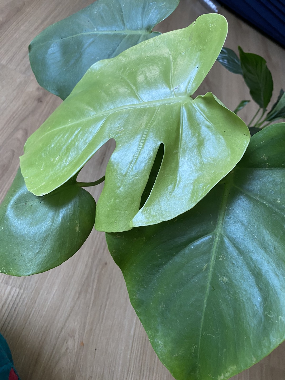 Monstera plant in 6.5 inch pot - photo 2