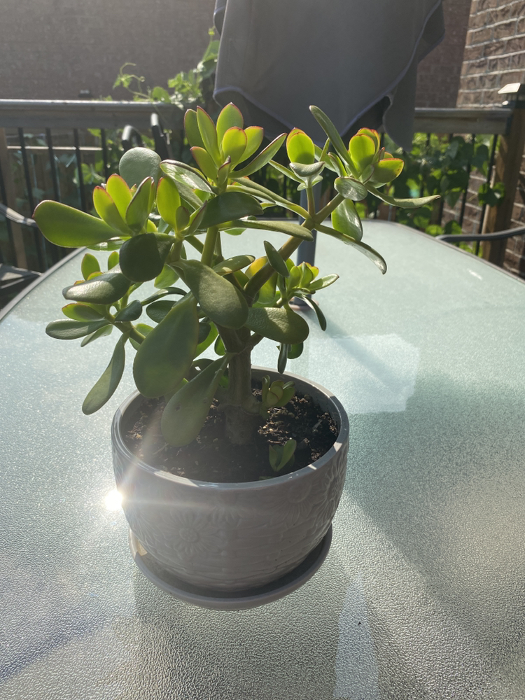 JADE PLANT - photo 3